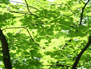 Raport z ochrony środowiska