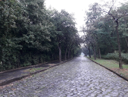 Ratować jarzębinową aleję