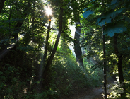 Rekreacja w koronach drzew