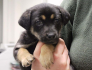 Schronisko i program dla bezdomnych zwierząt