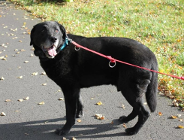 Spacer z psiakami ze schroniska