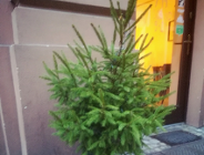 Sprawdź kiedy odbiorą choinkę