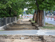 Standardy ochrony drzew