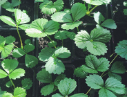 StrawbAIRies - truskawka a jakość powietrza