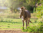 Sytuacja w Ogrodzie Zoologicznym