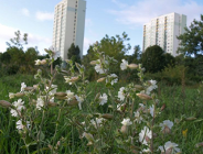 Traszki Ratajskie w pytaniach