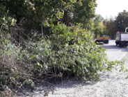 Trwają prace porządkujące Stadion E. Szyca