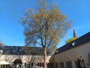 Ustanawianie pomników przyrody