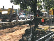 Uwaga na korzenie drzew!