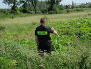 Uważajcie na Barszcz Sosnowskiego