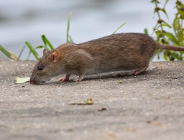 W kwietniu ruszy deratyzacja