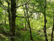 W obronie zwierząt w lasach