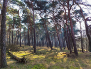 W sprawie wycinki drzew