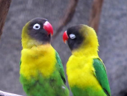 Walentynki w Palmiarni