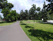 Więcej nasadzeń niż przewiduje ustawa!