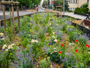 Więcej zieleni - więcej korzyści