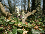 Wsparcie dla Ogrodu Dendrologicznego