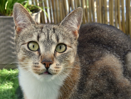 Wsparcie dla zwierząt