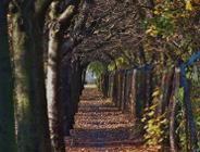 Wśród jarzębów szwedzkich