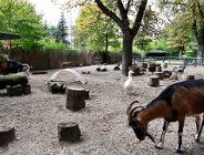 Wszystkie stworzenia duże i małe*