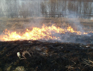 Wypalanie traw zabija