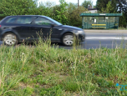 Zasady koszenia traw w mieście