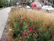 ZDM chwali się zielenią