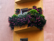 Zgłoś się do konkursu "Zielony Poznań"