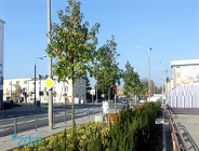 Zieleń i ławki zamiast klepiska