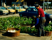 Zieleń miejska w Cyrylu