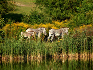 Zoo poszukuje wolontariuszy