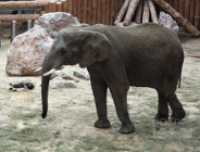 ZOO z rekordową frekwencją, większą niż rok temu