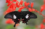 Egzotyczne motyle w Palmiarni