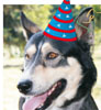 Festyn 3. urodziny psa Karmelka