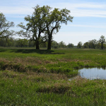 Rogaliński Park Krajobrazowy