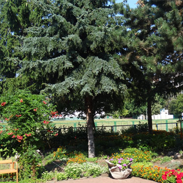 Zieleniec przy przedszkolu: Pod drzewami kwiaty i ławka.