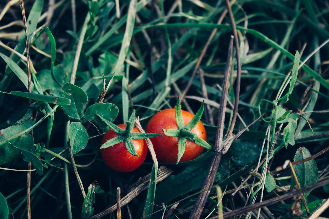 Pomidory - grafika artykułu