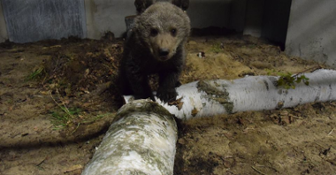 Niedźwiadek Cisna z poznańskiego zoo już nie jest taki mały