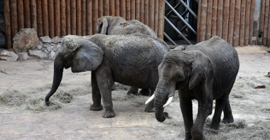 Pracownicy zoo w przyszłości będą prowadzili pokazy kąpieli i zabiegów pielęgnacyjnych słoni