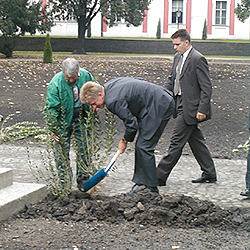 POZNAŃSKIE DRZEWKO