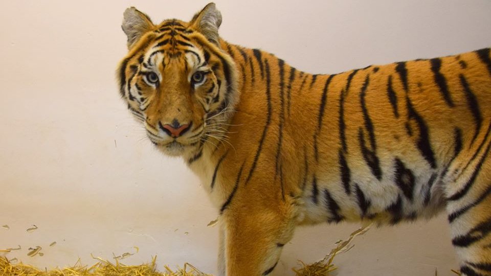 Termin przewozu uratowanych zwierząt zostanie podany do publicznej wiadomości po uzgodnieniach z przedstawicielami Inspekcji Weterynaryjnej/ fot Zoo Poznań