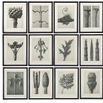 Karl Blossfeldt - Urformen der Kunst (Unikalne formy sztuki)