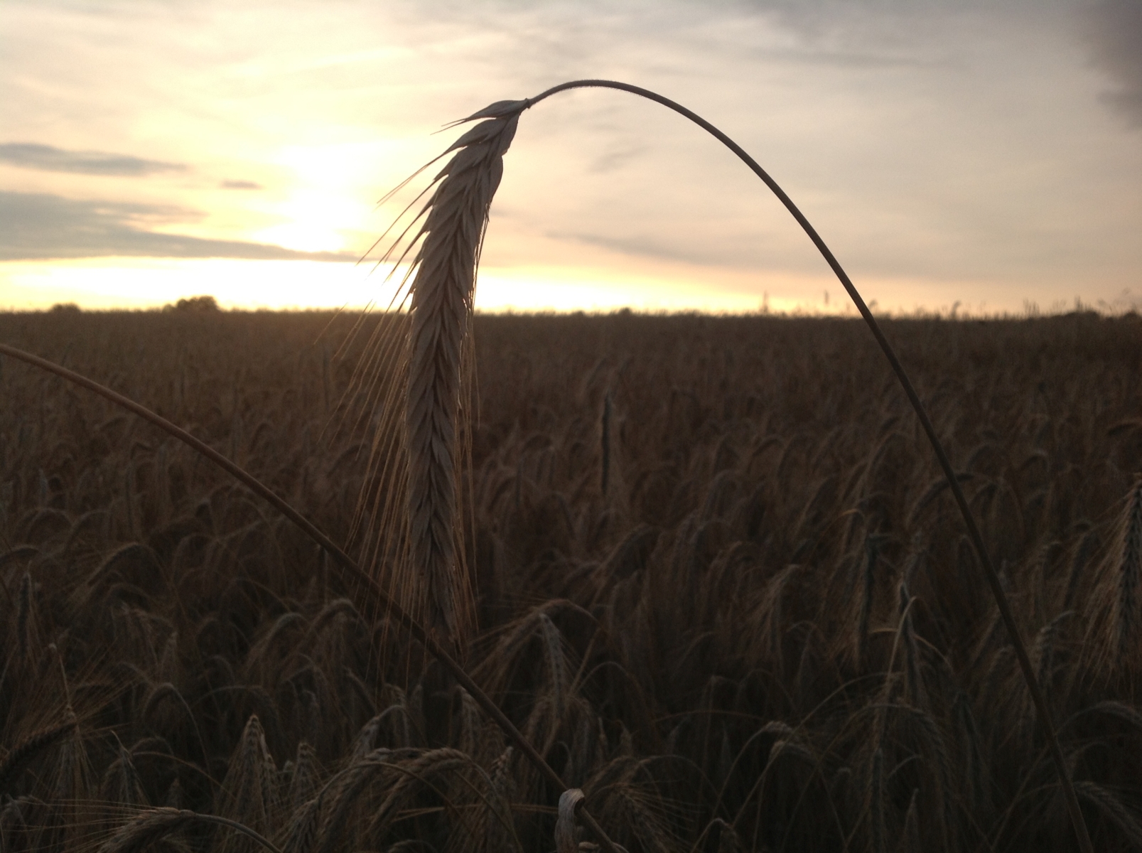 UMP 2014 - grafika artykułu