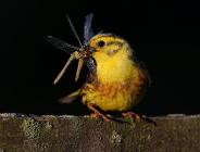 Ptasia wystawa w Palmiarni Poznańskiej