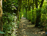 Szkody w poznańskich lasach po burzy