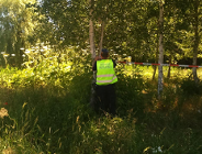 Uwaga, barszcz Sosnowskiego jest w Poznaniu!