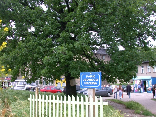 Park Jednego Drzewa