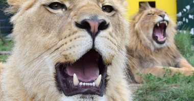 Dzięki PBO powstał m.in. azyl dla ocalonych zwierząt, w którym zamieszkały lwy Kizia i Leoś. W sobotę (27 kwietnia) odbyło się jego oficjalnie otwarcie/ fot. Zoo Poznań