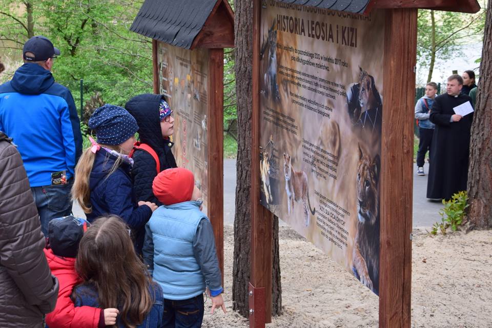 Dzięki PBO powstał m.in. azyl dla ocalonych zwierząt, w którym zamieszkały lwy Kizia i Leoś. W sobotę (27 kwietnia) odbyło się jego oficjalnie otwarcie/ fot. Zoo Poznań - grafika artykułu