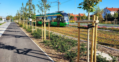 Na zdjęciu zielone torowisko, po nim jedzie tramwaj, na pierwszym planie nowo posadzone drzewa